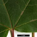 SpeciesSub: subsp. sinicum